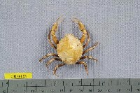 藏品(海洋擬精幹蟹)的圖片